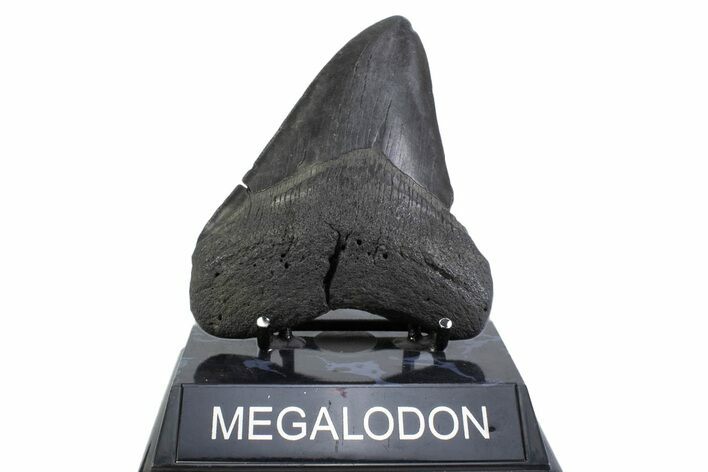 Fossil Megalodon Tooth - South Carolina #371786